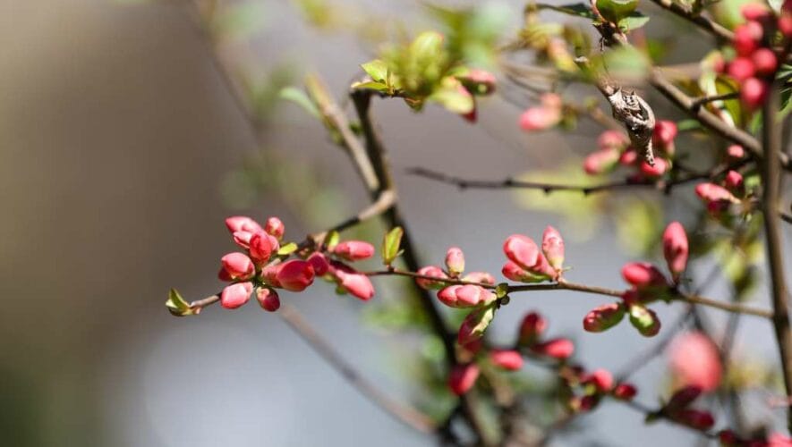 Foto/ Hazim Aljović - FENA